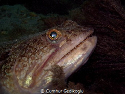 Synodus dermatogenys
Sand lizard fish by Cumhur Gedikoglu 